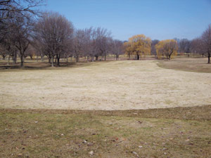 Figure 1: Gray snow mold, caused by Typhula incarnata, can decimate turf under snow cover for 60 days or more. Note the sharp line delineating between sprayed and non-sprayed turf at this course in Wisconsin. Photo courtesy Paul Koch, Ph.D.