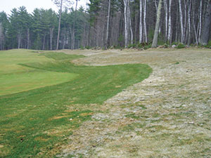 Figure 2: Speckled snow mold, caused by Typhula ishikariensis, causes severe damage in areas with snow cover greater than 90 consecutive days. At this course in Michigan’s Upper Peninsula, where disease pressure is extreme, a "clean up" fungicide pass is made to protect the rough closest to the fairway while anything unsprayed is severely infected. Photo courtesy Paul Koch, Ph.D.