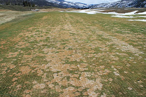 Figure 3: Microdochium patch, also called pink snow mold, doesn’t actually need snow cover to develop and will develop any time conditions are cool and wet. But the most severe symptoms usually develop following snow cover on unfrozen ground, as evidenced at this course in the Rocky Mountain West. Photo courtesy Paul Koch, Ph.D.