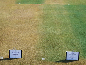 Civitas combined with Harmonizer, in addition to several other turf pigments and pigmented turf fungicides, applied in the fall can produce dramatically "greener" turf the following spring compared to non-treated turf. This photo was taken five months after the application on March 15th, 2012, in Madison, WI. Photo courtesy Paul Koch, Ph.D.