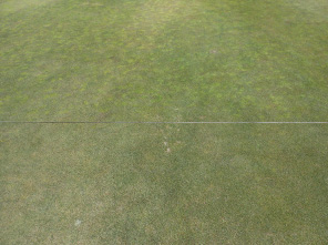 Untreated creeping bentgrass putting green turf can be seen above the tape measure; methiozoline-treated turf can be seen below it.