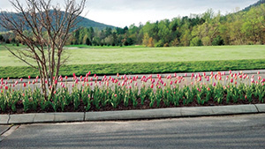 Strategically placed plants can make an impact on visitors. By finding locations to group plants, a memorable display can be achieved with a limited budget.
