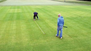 A measuring tape is placed along plots to measure ball roll distance on annual bluegrass putting green turf receiving different levels of nitrogen fertility, mowing height and sand topdressing. 