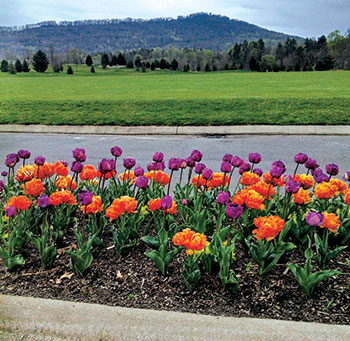Tulips grown successfully with deer repellent at the driving range at the Cliffs at Walnut Cove outside of Asheville N.C., a course surrounded by Pisgah National Forest with moderate-to-high deer pressure.