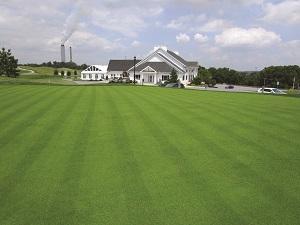 Practice green grown-in 35 days after seeding. Photo: Jesse Hartman