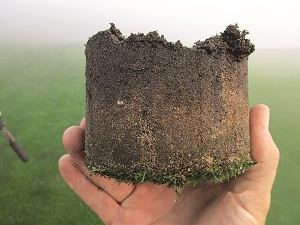 Practice green profile with new turf and roots. Photo: Jesse Hartman