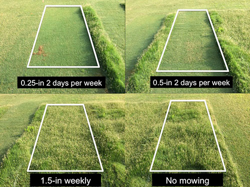 Figure 2TifGrand bermudagrass seedhead coverage in plots maintained at the various mowing regimens evaluated.