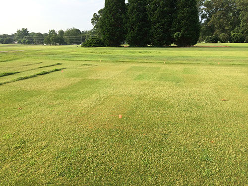 Seashore paspalum plots used for PGR application timing research for seedhead control in 2014.