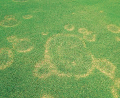 Fairy ring (Photo: Nufarm)