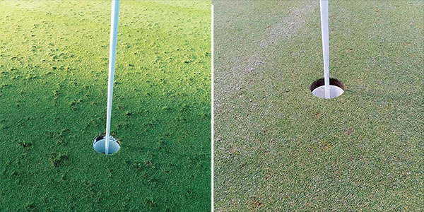 Hail damage recover (Photo: Cole Clark)