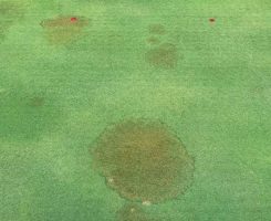 Brown patch shows up as irregular or circular patches of turf with a brown or tan color in the middle. (Photo: NC State University)