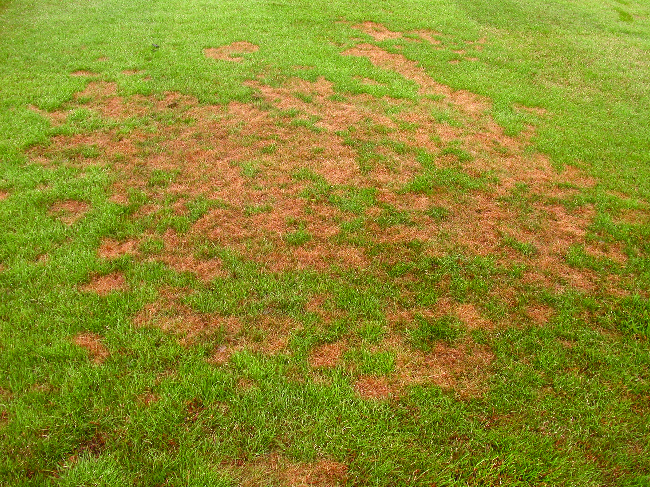Pythium blight (John Kaminski, Ph.D.)