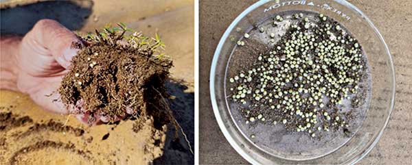 We counted exposed females and pearls in soil cores sampled on several dates in mid-May. Treatment sequences were started when the population of ground pearls was greater than 90 percent exposed pink females. (Photo: David M. Kopec)
