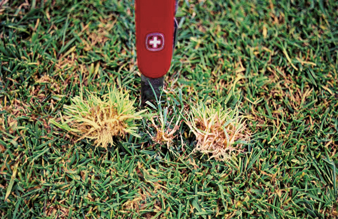 Yellow tuft rarely kills turf, but it can discolor greens, tees and fairways. (Photo courtesy of Pete Dernoeden)