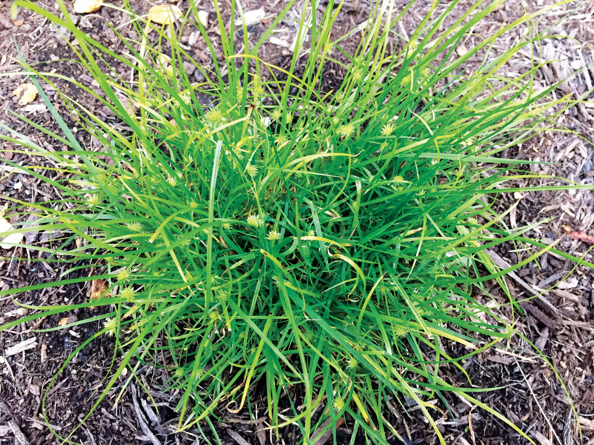 If left untreated, kyllinga can spread into large patches. (Photo: Peter Landschoot)