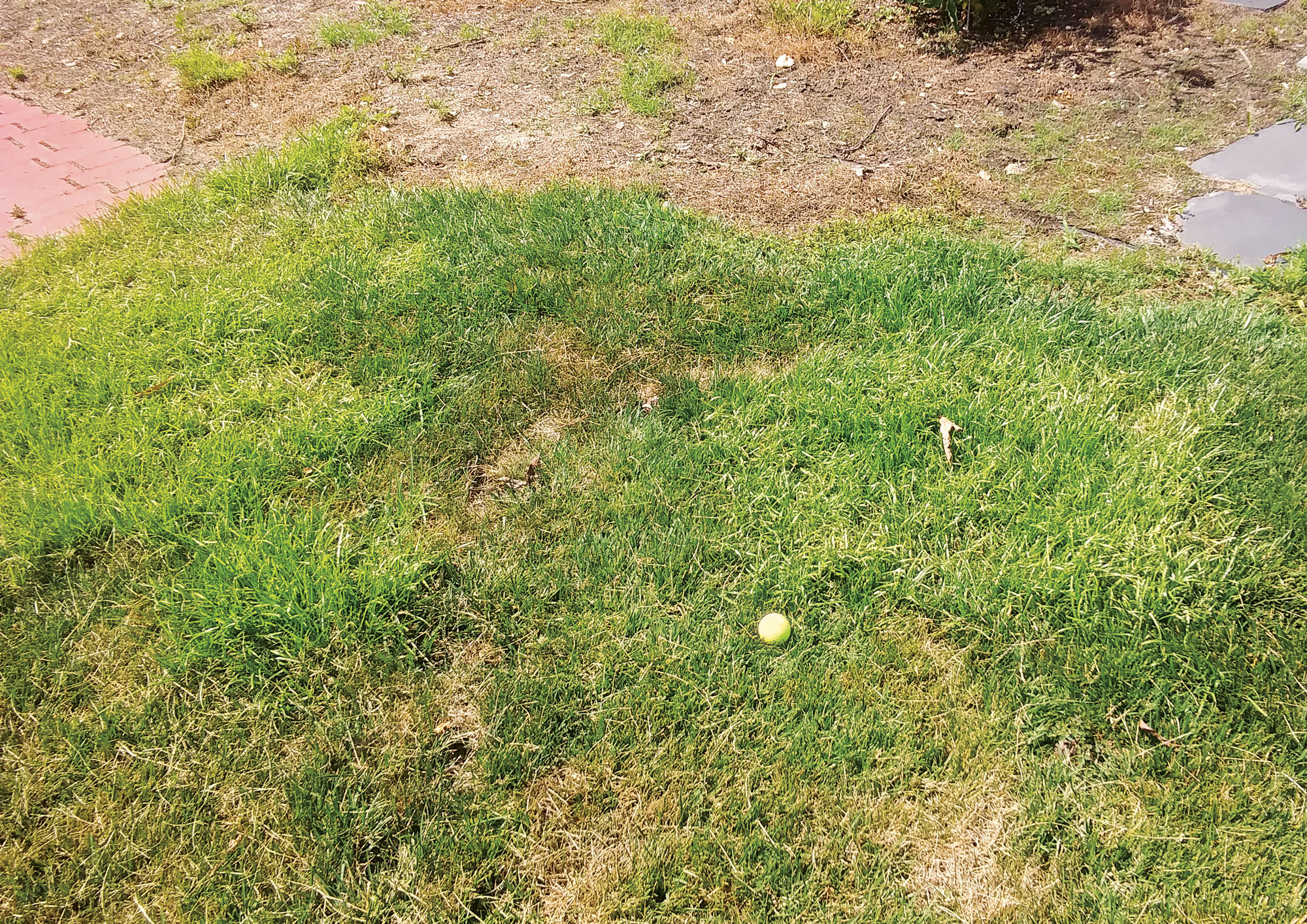 Patches of kyllinga on Kentucky bluegrass. (Photo: Steve Langlois)