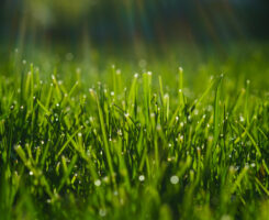 Photo: Vlad Antonov/ iStock / Getty Images Plus/ Getty Images