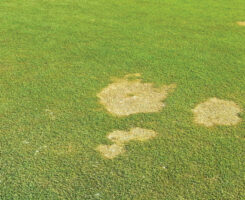 Booth's treatment options below should be followed by 1/8 inch of irrigation. (Photo: courtesy: USGA Green Section)