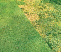 The cause of these collar troubles was a mystery, until it was properly identified as ABW damage. (Photo courtesy of: Quali-Pro)