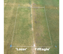 Lazer (left) and TifEagle (right) under 40-percent shade, mowed at 0.100 inches and without PGR. Note the thinning and reduced quality of TifEagle compared to Lazer. (University of Arkansas, 8/31/2020) (Photo by: Wendell Hutchens)