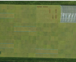 Photo 1. Penncross creeping bentgrass (outlined in blue) shows discoloration in response to lower nitrogen rates in evaluating 10 creeping bentgrass cultivars. (Photo by: Ohio State University)