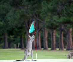 Photo: Andrea Geiss/ iStock / Getty Images Plus/ Getty Images