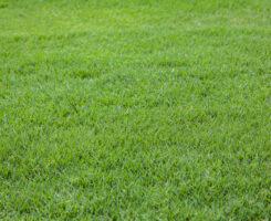 Bermudagrass (Photo: JPratt/ iStock / Getty Images Plus/ Getty Images)