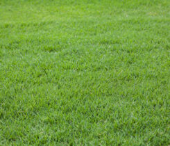 Bermudagrass (Photo: JPratt/ iStock / Getty Images Plus/ Getty Images)
