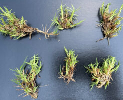 Bermudagrass mite damage. (Photo: Syngenta)