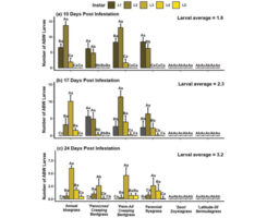 Average (±standard error) annual bluegrass weevil larval instar (L1–5) distribution at 10, 17 and 24 days post infestation (DPI) from annual bluegrass, creeping bentgrass, perennial ryegrass, zoysiagrass and hybrid bermudagrass in no-choice bioassays. Columns with the same uppercase letter denote no significant difference in larval recovery between instars (L1–5) within turfgrass species/cultivars. Columns with the same lowercase letter denote no significant differences within recovered larvae by instar (L1–5) between turfgrass species/cultivars at α = 0.05.