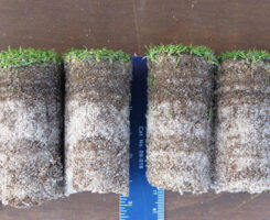 Figure 1. Soil cores from an annual bluegrass green were evaluated from the zone below the green leaf canopy to the distinct interface between the thatch and sand layer indicated by the red arrow. (Photo: Ruying Wang, James Hempfling, James Murphy)