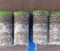 Figure 1. Soil cores from an annual bluegrass green were evaluated from the zone below the green leaf canopy to the distinct interface between the thatch and sand layer indicated by the red arrow. (Photo: Ruying Wang, James Hempfling, James Murphy)